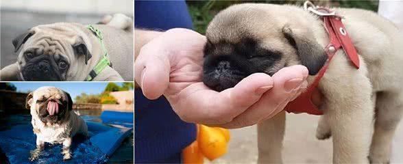 铲屎官:我再也不养“巴哥犬”了,原因有5个