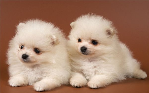 博美犬