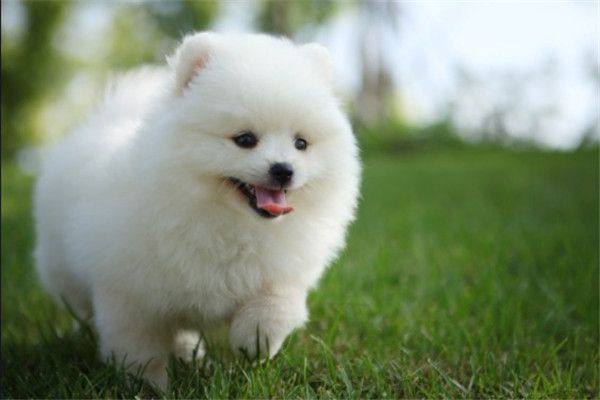 博美犬