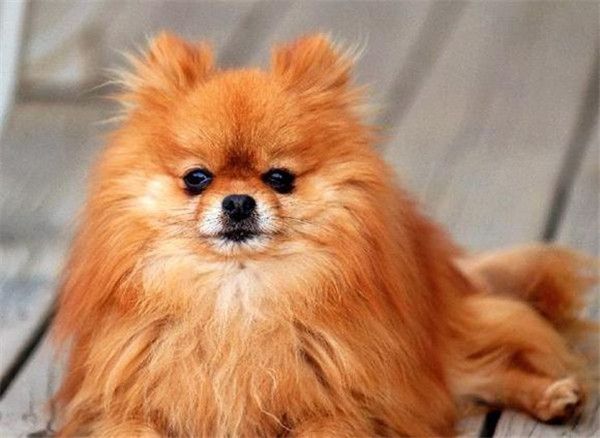 博美犬