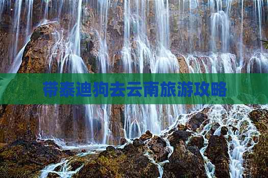 带泰迪狗去云南旅游攻略