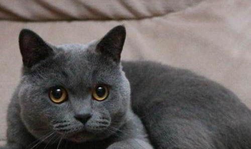 英短蓝猫一般多少钱一只