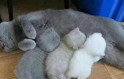 英短蓝猫眼睛流眼泪是怎么回事