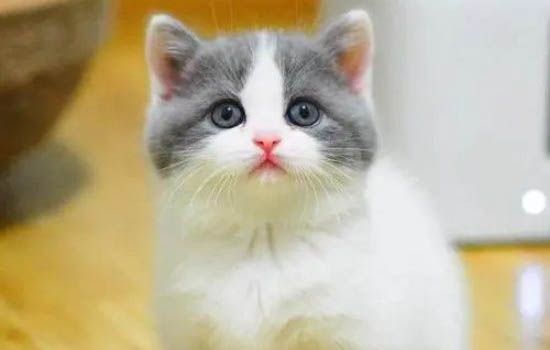 如何延长英短猫的寿命