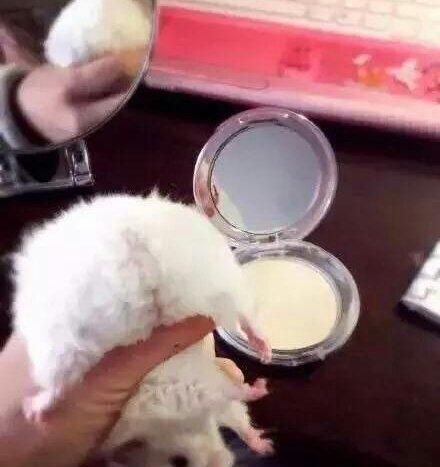 家养仓鼠和野外仓鼠的区别，看完我笑了
