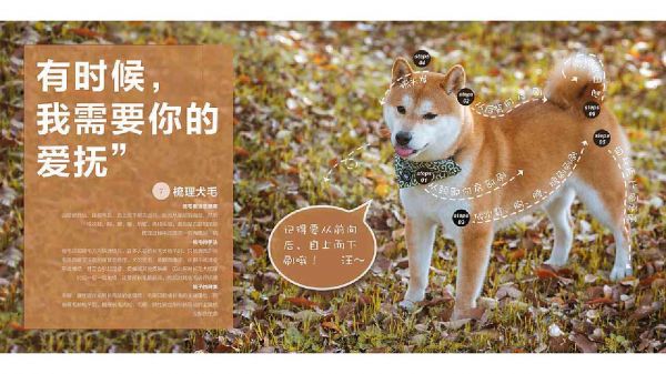 《宠爱瞬间》：宠物画册精选情故事文案集