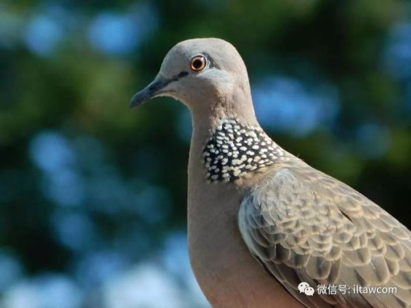 “咕咕”在我们身边的小野鸽-珠颈斑鸠