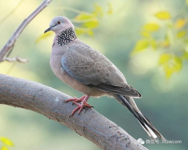 “咕咕”在我们身边的小野鸽-珠颈斑鸠