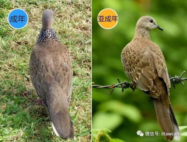 “咕咕”在我们身边的小野鸽-珠颈斑鸠