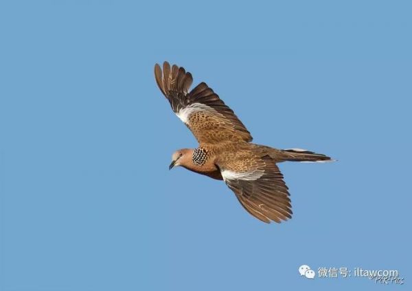 “咕咕”在我们身边的小野鸽-珠颈斑鸠