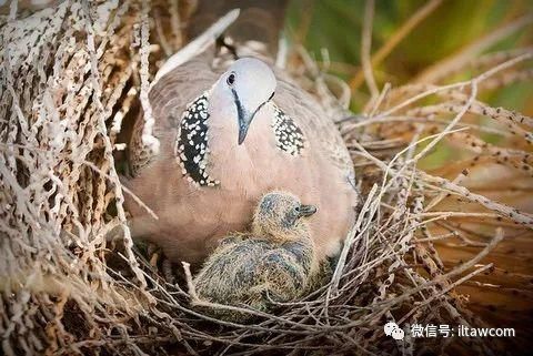 “咕咕”在我们身边的小野鸽-珠颈斑鸠