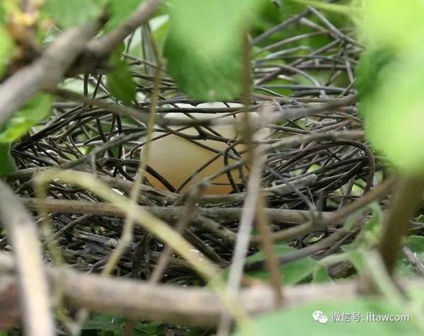 “咕咕”在我们身边的小野鸽-珠颈斑鸠