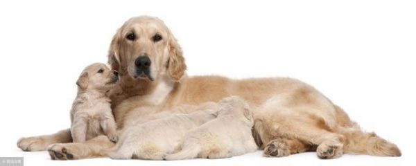 狗狗犯错最怕这些惩罚，如果你爱它不要轻易尝试！