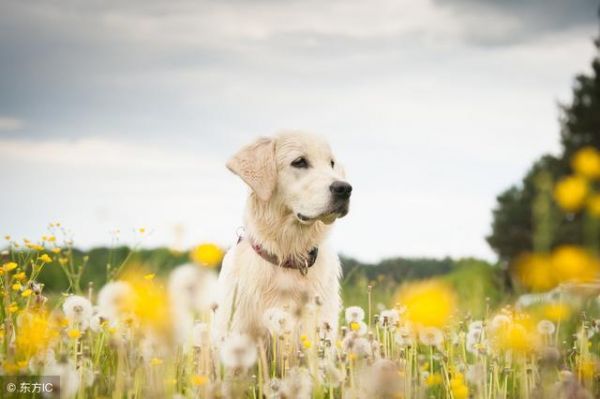 狗狗犯错最怕这些惩罚，如果你爱它不要轻易尝试！