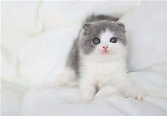 宠物猫的价格大全