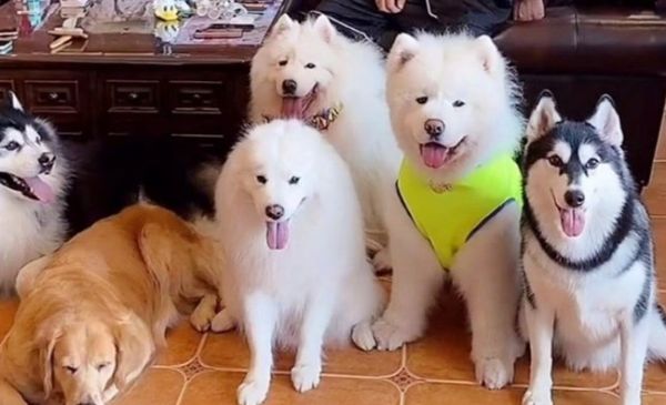 为什么狗狗争宠
