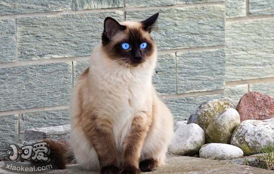 猫的嗅觉灵敏吗 猫的鼻子能闻到的东西远远比想得多