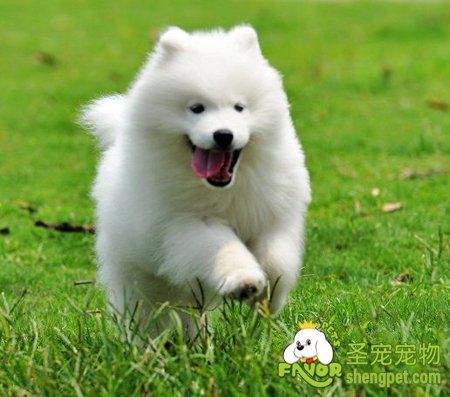 犬的嗅觉为什么那么灵敏