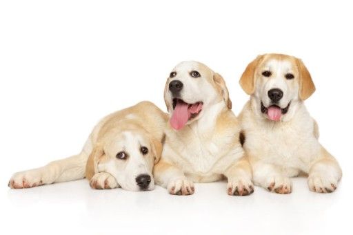 拉布拉多跟马犬杂交图片(母马犬和公拉布拉多的孩子)