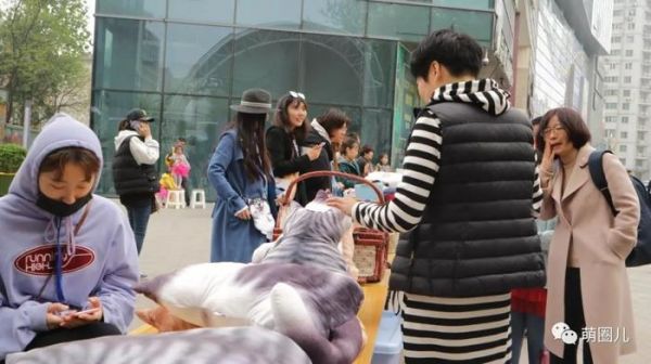 济南伴侣动物领养日活动成功举办，狗狗们找到新家啦