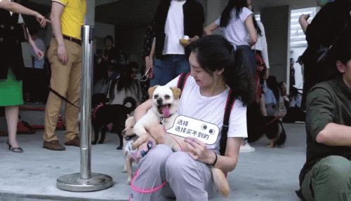 4月13日|孙俪娘娘领跑全国51城宠物领养日活动