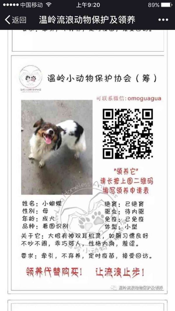 送养领养qq群：2020年爱心宝送养领养之家群