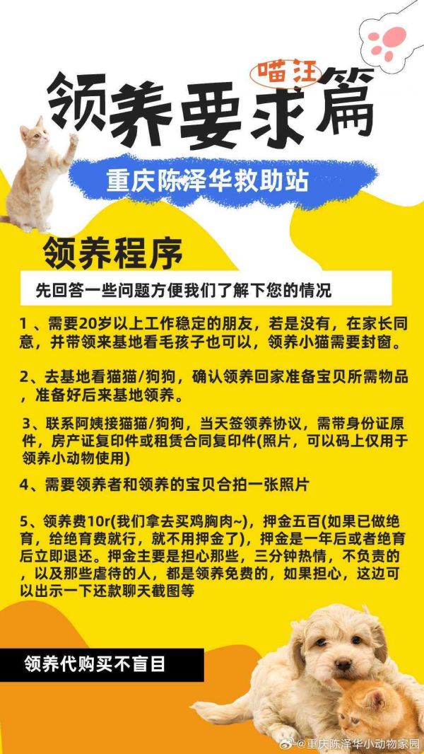 送养领养qq群：2020年爱心宝送养领养之家群