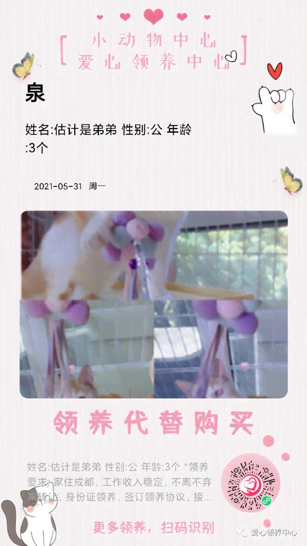 送养领养qq群：2020年爱心宝送养领养之家群