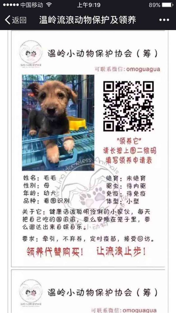 送养领养qq群：2020年爱心宝送养领养之家群