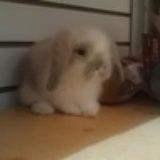 小萌包子