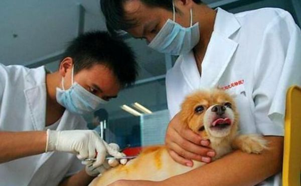 狗狗一生的5个阶段，你有陪伴它吗？宠主：不想那一天的到来