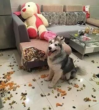 狗狗一生的5个阶段，你有陪伴它吗？宠主：不想那一天的到来