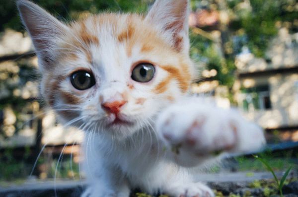 猫多大可以打疫苗