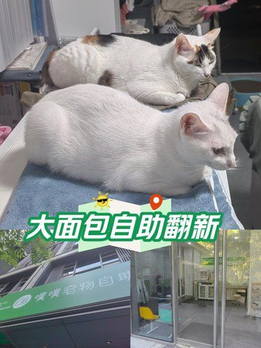 宠物自助洗澡