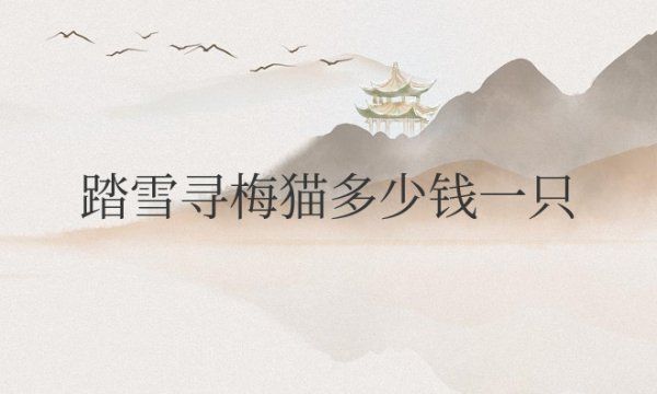 踏雪寻梅猫多少钱一只
