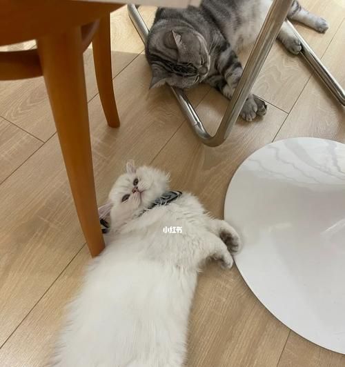 宠物猫为什么总是吃东西？（探究猫咪饮食习惯与健康问题，分析猫咪过度进食的原因和解决方法）