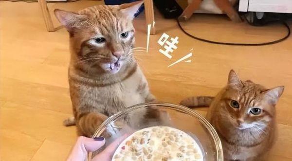 宠物猫为什么总是吃东西？（探究猫咪饮食习惯与健康问题，分析猫咪过度进食的原因和解决方法）