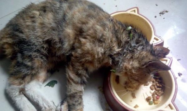 宠物猫为什么总是吃东西？（探究猫咪饮食习惯与健康问题，分析猫咪过度进食的原因和解决方法）