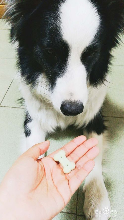 如何训练狗狗坐和卧