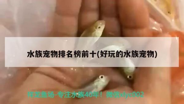 水族宠物排名榜前十(好玩的水族宠物) 2024第28届中国国际宠物水族展览会CIPS（长城宠物展2024 CIPS）