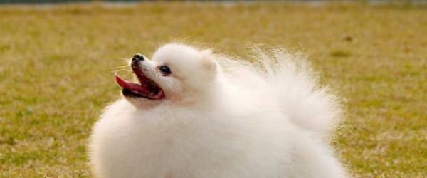 如何为博美犬补充足够的钙质（宠物狗的营养需求和常见的缺钙症状）