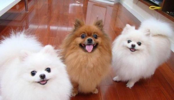 如何为博美犬补充足够的钙质（宠物狗的营养需求和常见的缺钙症状）