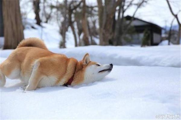 柴犬一直发抖是为什么？