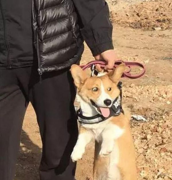 如何科学地给宠物狗增肥（用正确的方法让你的爱犬健康增重）
