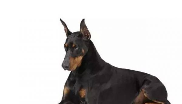如何为杜宾犬增肥（让你的瘦弱杜宾犬变得健壮有力）