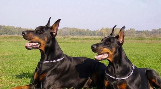 如何为杜宾犬增肥（让你的瘦弱杜宾犬变得健壮有力）