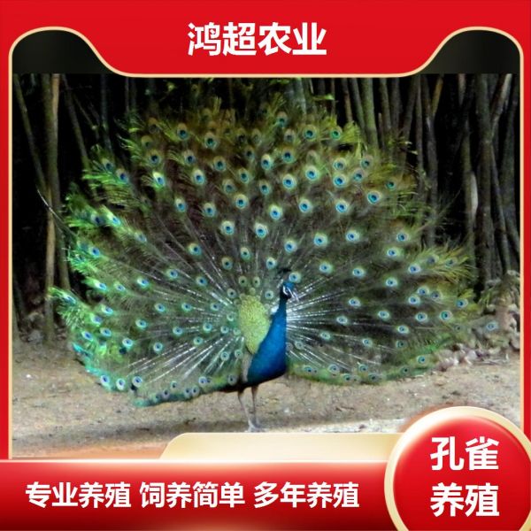 第843集:抚顺市孔雀苗多少钱一个。在养殖孔雀时,要注意保持良好的措施,防止孔雀逃脱或受到伤害。围墙、栅栏和网罩等设施应该牢固可靠,防止外界损害。孔雀是非常聪明的鸟类,可以进行一定程度的训练。可以通过正向强化方法来训练孔雀,例如给予奖励来培养良好的行为习惯。总之,养殖孔雀需要充分了解它们的生活习性和养殖要点。只有提供良好的饲养环境和合理的饲养管理,才能让孔雀健康成长并展示其美丽的羽毛和舞蹈表演。 #孔雀苗哪家优惠 #2013孔雀苗价格 #孔雀蓝山鸡苗 #孔雀苗批发360 #柳州孔雀苗