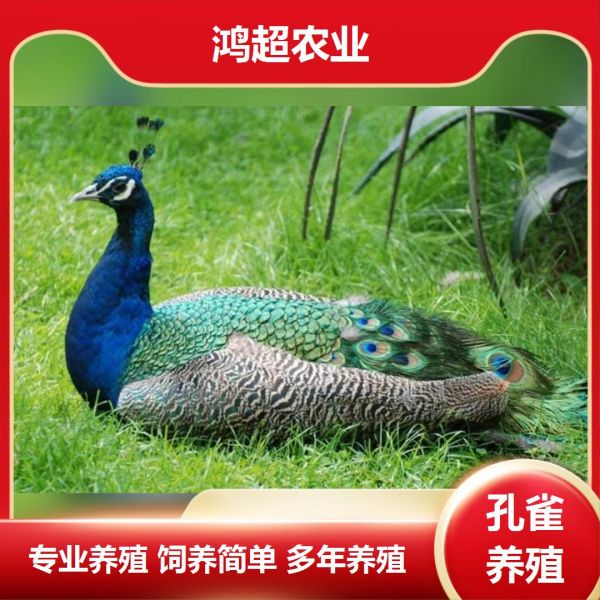 第845集:青海省莒县卖孔雀苗。有信心的朋友不妨试试看,事实能证明一切,而且我们的数据都是按一般的理论数据来计算。精心饲养,科学管理,效益将更好,孔雀全身都是宝,全身旨可入药,孔雀肉除可直接食用外,还可加工成软硬罐头食品、保健食品以及孔雀肉酱、孔雀肉香辣酱、孔雀滋补酒等,孔雀的粪便还可提取高级美容化妆品及药品,孔雀鲜艳的头颈、尾羽都是高档的工艺品,孔雀还可制成标本及装饰品,在国际市场上久享盛名,非常抢手,所以人工养殖孔雀是前景广阔的好项目。 #白孔雀苗养殖批发 #孔雀鸡苗 #孔雀苗出售电话 #商品白孔雀苗 #观赏孔雀苗
