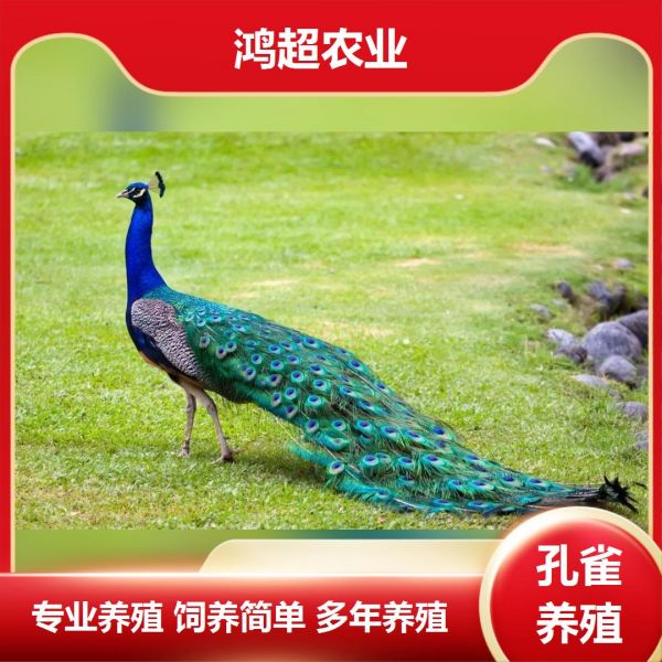 第847集:文昌市怎样饲养小孔雀苗。孔雀场的选择要求基本同于家鸡,有条件的饲养场好选择在在树多荫大、地势稍倾斜、半沙半土的半山坡上,环境要僻静。种灌木,植牧草,使活动之地绿草成片,尽量模拟野生环境,以利孔雀的驯化及饲养。孔雀可成对或1雄2-3雌同笼饲养,也可大范围内放养,但需要固定喂食地点。用铁丝网或尼龙网围成,有防雨、能栖息的栏舍,禽舍一般5×5×5M。运动场宜稍大,用铁丝网或尼龙网(网孔1.5-2.0CM),有树木遮荫。禽舍应座北朝南,地势高,向阳,冬季保温,夏季凉爽。禽舍地面为硬底,上铺细沙,2-2.5M高处安一栖杠。 #孔雀苗繁育基地 #莒县卖孔雀苗 #孔雀苗大量供应 #孔雀苗价格画图 #3年孔雀苗价格