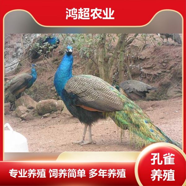 第849集:昆明市孔雀苗好养吗。雏孔雀出壳后24小时先用0.02%高锰酸钾水饮水,有利于胎粪排出,然后喂料(要求含粗蛋白22.5%以上),并保持料、水不断。在有条件的情况下,15日龄内在饲料中加入熟鸡蛋黄、青饲料、黄粉虫、添加剂。平时要仔细观察雏孔雀的采食、粪便及精神状态,发现问题及时解决。光照对青年孔雀生长发育和性成熟有很大影响。增加光照的时间根据白天时间的长短决定,补充光照在早上和傍晚进行,光源采用白炽电灯,光照强度以每平方米3-5瓦功率即可。 #河南孔雀苗基地 #湖南有孔雀苗卖吗 #专业孔雀苗 #观赏蓝孔雀苗 #小孔雀苗价格